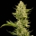 Tangerine Snow F1 Fast / FEM / Seedsman