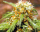 Thai Fantasy / FEM / Kannabia Seeds