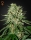 The Doctor / FEM / Greenhouse Seed Co.