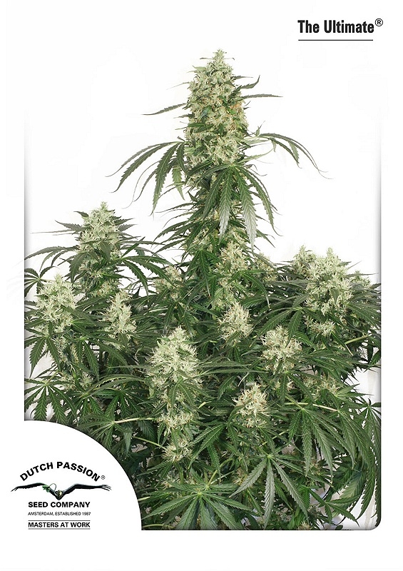 The Ultimate / FEM / Dutch Passion - DrGreen.at | Hanf-Stecklinge