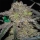 Tonic Ryder CBD / AUTOFEM / World of Seeds