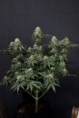 Tropicana Cookies FF / FEM / FastBuds Seeds