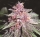 Violeta / REG / Ace Seeds