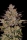 Wedding Cake / AUTOFEM / Lineage Genetics