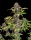 Lemon Cherry Cookies / AUTOFEM / FastBuds Seeds