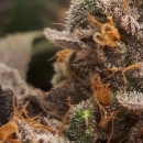 Banana Latte / FEM / G13 Labs