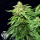 Blue Cindy / FEM / G13 Labs