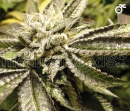 Canadian Kush 2.0 / FEM / Medical Seeds