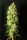 Cannatonic / REG / Resin Seeds
