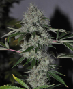 Chem 4 OG / REG / Cali Connection