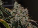 Chem 91 / FEM / Cali Connection