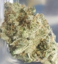 Chernobyl / FEM / TGA Subcool Seeds #1
