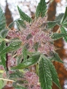 Cherries Jubilee (Gold Collection) / FEM / Cali Connection