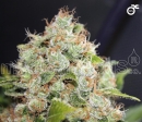 Collection 1 / FEM / Medical Seeds