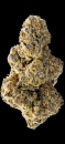 Colossal Purps / FEM / Mega Buds