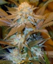 Critical Hog / FEM / T.H. Seeds