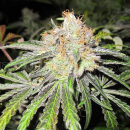 Deep Neville / REG / Medical Seeds