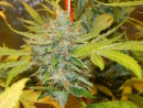 Devils Hash Plant / REG / Bodhi Seeds