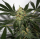 Early Queen x Afghan Haze (Early Haze) / REG / Mr. Nice Seedbank