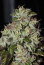 Fire Afghan Cookies / FEM / Mamiko Seeds