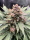 Forgotten Strawberries / AUTOFEM / Mephisto Genetics