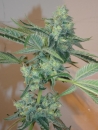 Girl Scout Cookies / FEM / Cali Connection