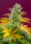 Gorilla Girl F1 Fast Version / FEM / Sweet Seeds