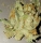 Jack the Ripper / FEM / Subcool Seeds