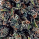 Jack the Ripper / FEM / TGA Subcool Seeds