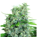 KaliBubba / REG / Serious Seeds