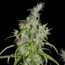 Kullu Valley / REG / Khalifa Genetics