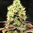 Kush N Cookies CBD / FEM / Garden Of Green
