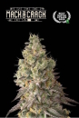 Mack & Crack / AUTOFEM / Seedstockers