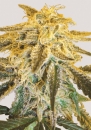 Master Kush / REG / Nirvana Seeds
