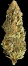 Mega CBD / FEM / Mega Buds