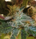 More Cowbell / REG / Bodhi Seeds