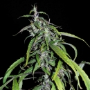 Muang Sing Lao Highland Tribe / REG / Khalifa Genetics