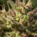 Neon Cowgirl Fast / FEM / Atlas Seed