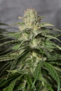 OG Kush CBD / FEM / Medical Seeds