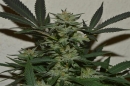 Orange, Strawberry & Banana / FEM / Lineage Genetics