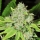 Original Glue / REG / Nirvana Seeds