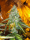 Original Sour Diesel / FEM / Cali Connection