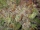 Peanut Butter Breath / FEM / Tiger One Bulk