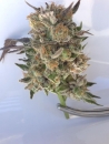 Phantom Kush / REG / Grand Daddy Genetics