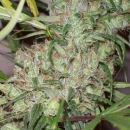 Pineapple Banana Bud / REG / Ace Seeds