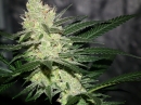 Pucker Punch / REG / Jinxproof Genetics