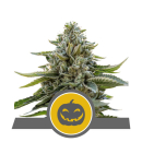 Pumpkin Kush / REG / Royal Queen Seeds