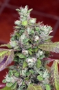 Pure Kush Cookies / FEM / Mamiko Seeds