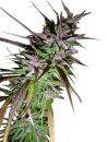 Purple Pakistani Haze (Limited Edition) / FEM / Ace Seeds