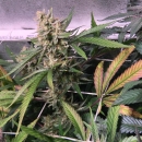 Roswell / REG / Subcool Seeds